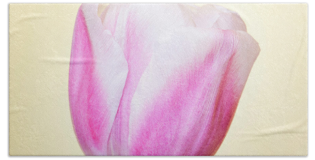 Flower Bath Towel featuring the photograph Tender Rosy Tulip on Pastel Yellow by Pavel Melnikov