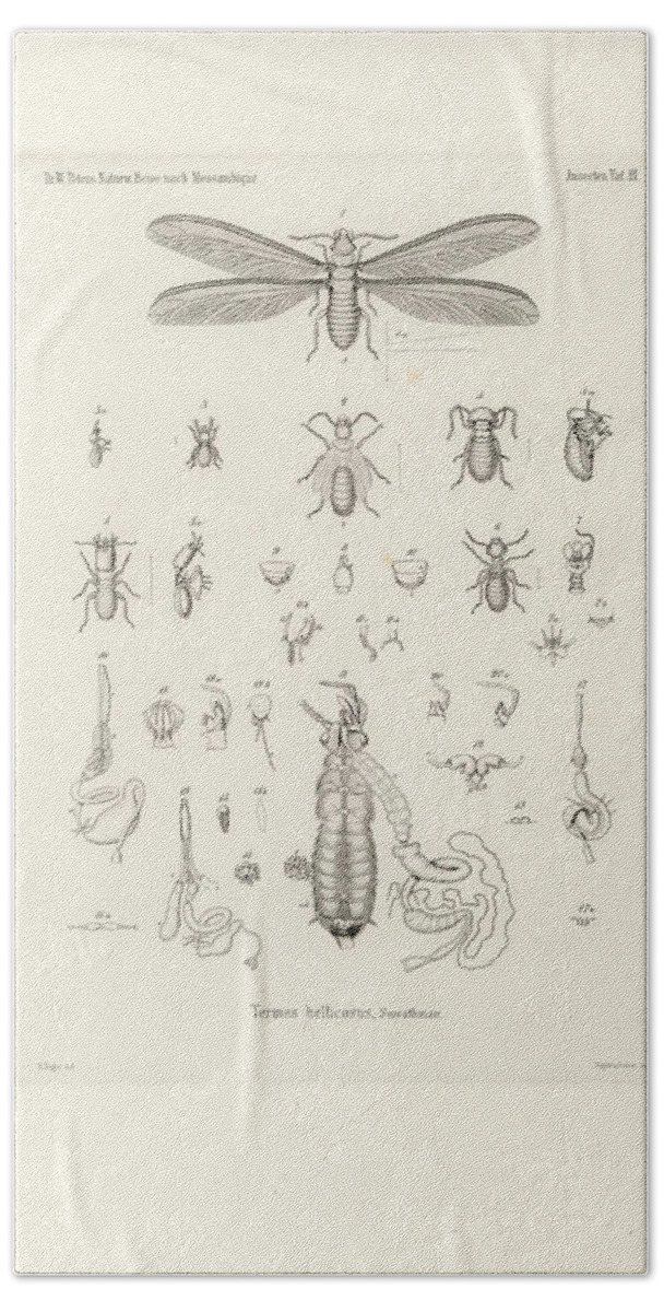 Insects Hand Towel featuring the drawing Termites, Macrotermes bellicosus by H Hagen