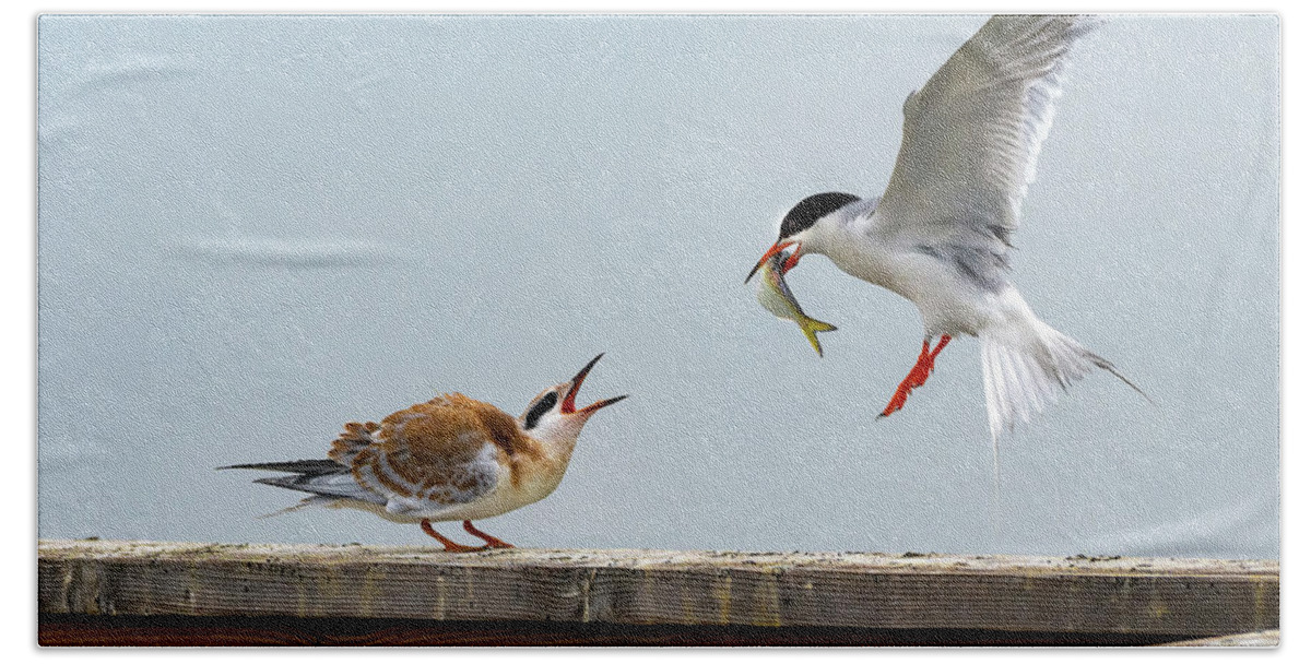 Tern Hand Towel featuring the photograph Tern feeding Juvenile by Sam Rino