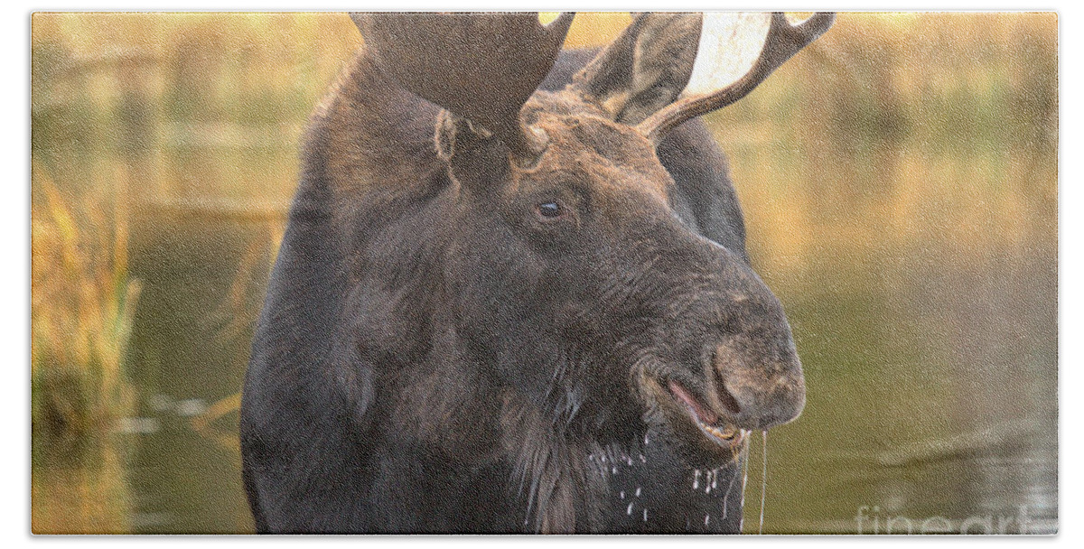 Moose Face Bath Towel featuring the photograph Dripping Moose Closeup by Adam Jewell