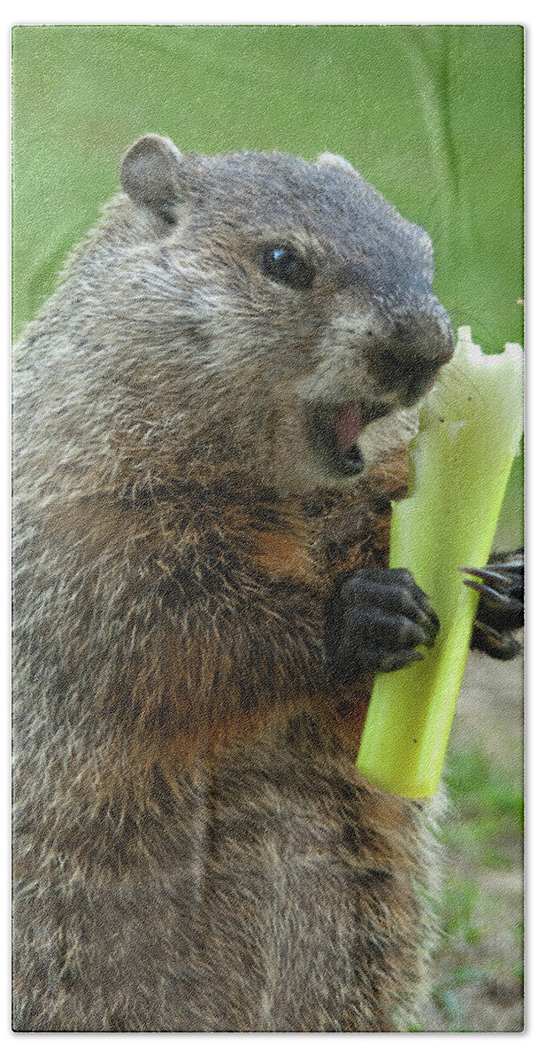 Ground Hog Eating Bath Towel featuring the photograph Thanks You for growing a garden by Paul W Faust - Impressions of Light
