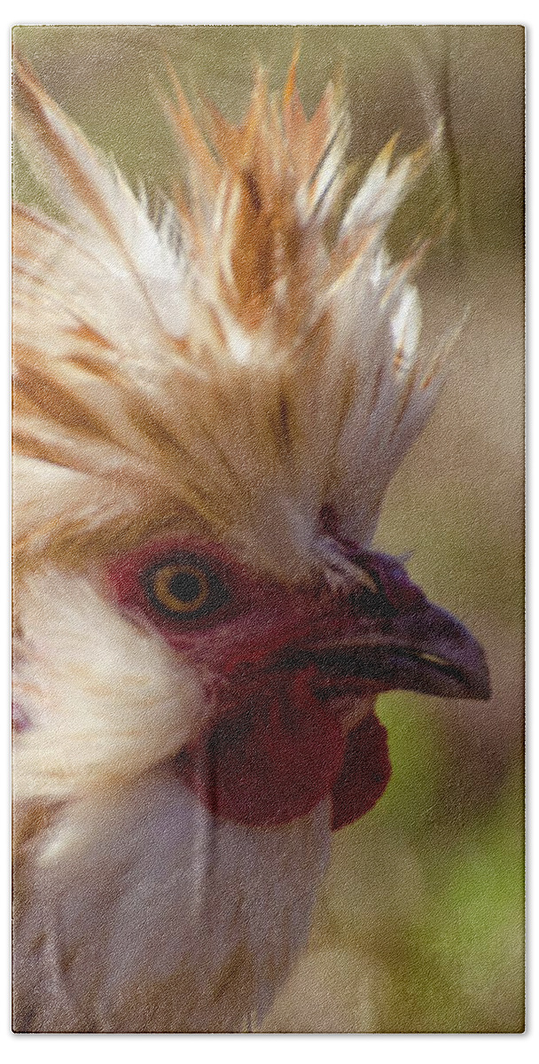 Chicken Hand Towel featuring the photograph That My Boy by Donna Brown