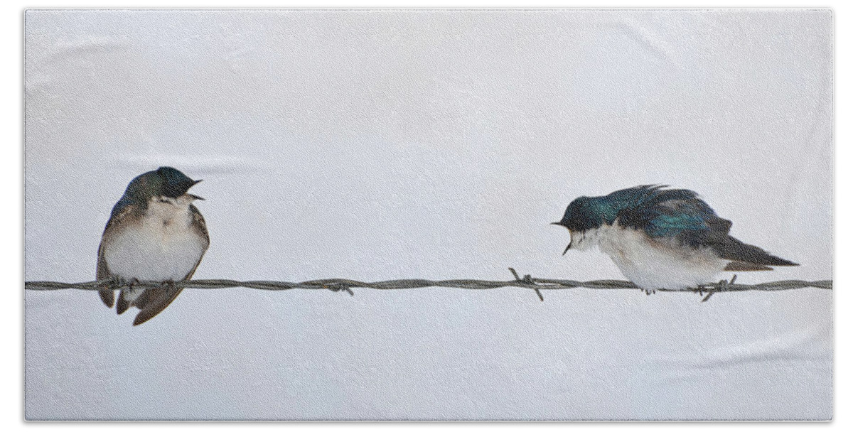 Tree Swallows Bath Towel featuring the photograph The Argument by Whispering Peaks Photography
