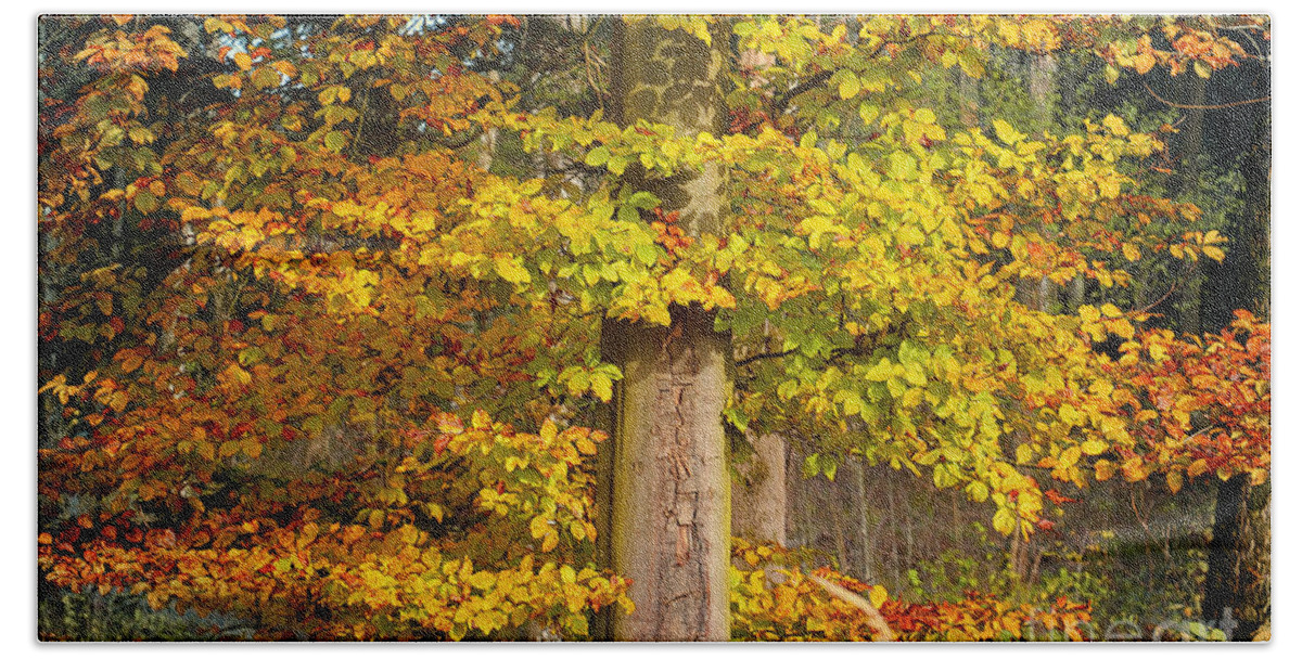 Photo Bath Towel featuring the photograph The Beauty of Fall by Jutta Maria Pusl