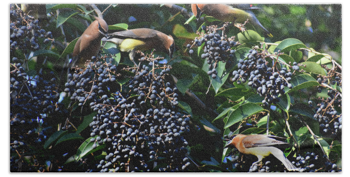 Birds Hand Towel featuring the photograph The Berry Bar by Skip Willits
