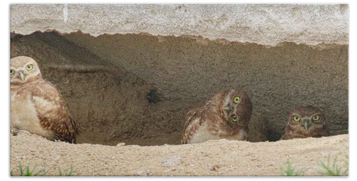 Burrowing Owls Bath Towel featuring the photograph The Bunker by Steve McKinzie