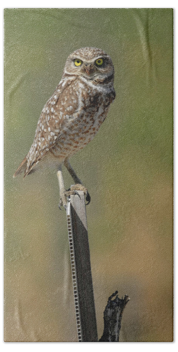 Burrowing Owl Hand Towel featuring the photograph The Burrowing Owl by Steve McKinzie