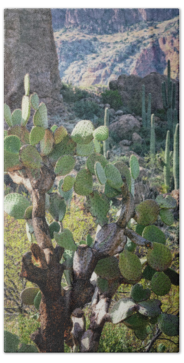 Arizona Bath Towel featuring the photograph The Desert Southwest Cacti by Saija Lehtonen