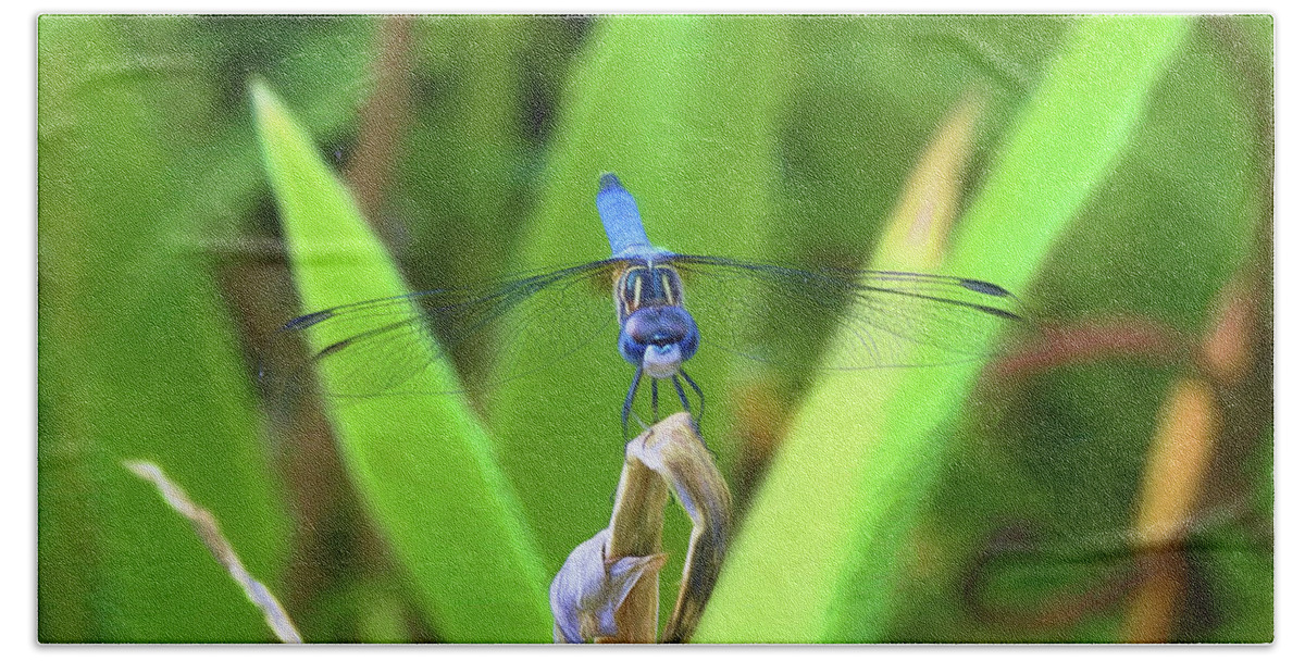 Dragonflies-dragonfly Bath Towel featuring the photograph The Dragonfly by Scott Cameron