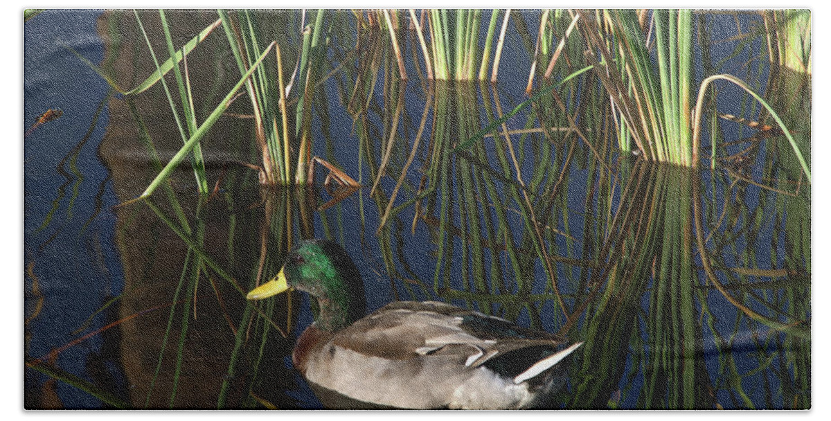 Duck Bath Towel featuring the photograph The Duck On The Pond At Papago Park by Kirt Tisdale