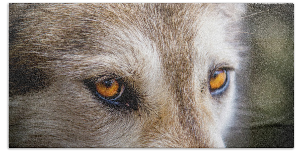 Animal Bath Towel featuring the photograph The Eyes of a Great Grey Wolf by Teri Virbickis