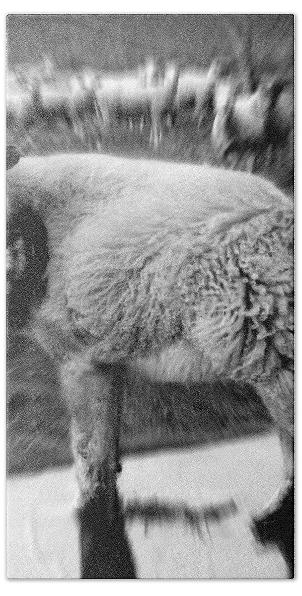 Flock Of Sheep Bath Towel featuring the digital art The Flock Is Safe grayscale by Marian Voicu