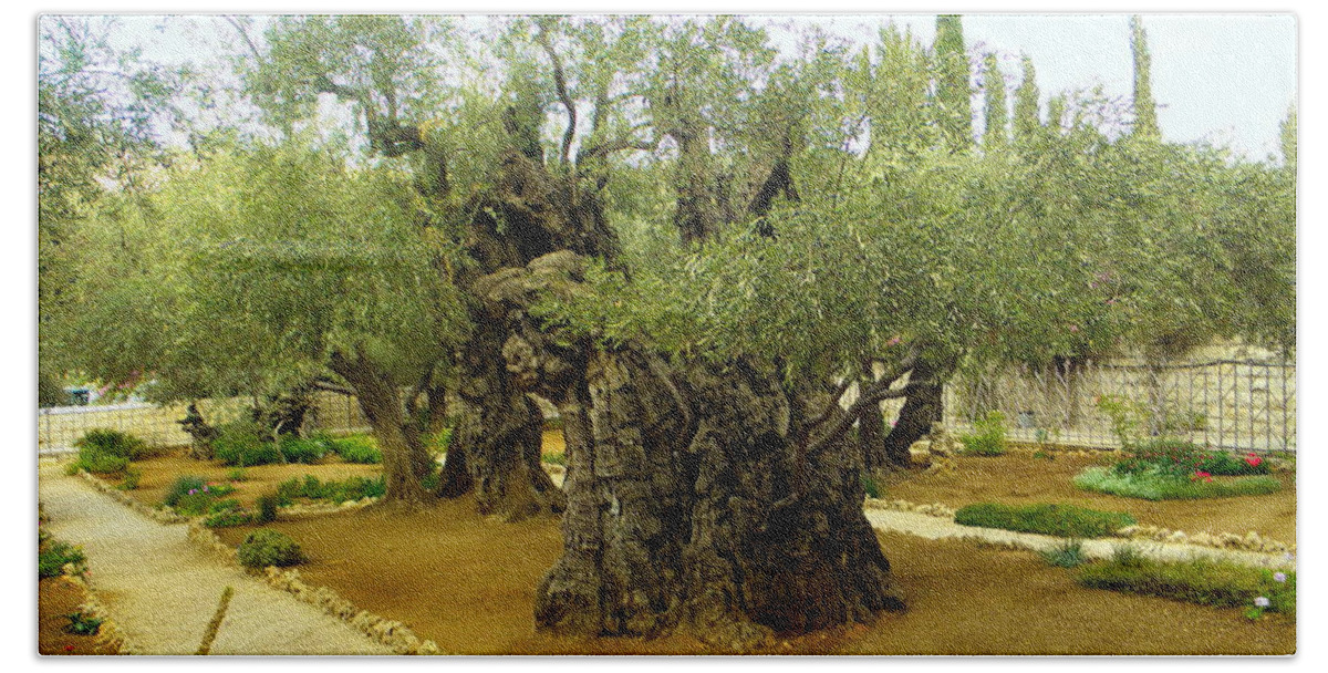Olive Tress In The Garden Of Gethsemane Upon The Mount Of Olives;jesus Walked Prayed And Performed Miracles Here. Bath Towel featuring the photograph The Garden of Gethsemane by Robin Coaker