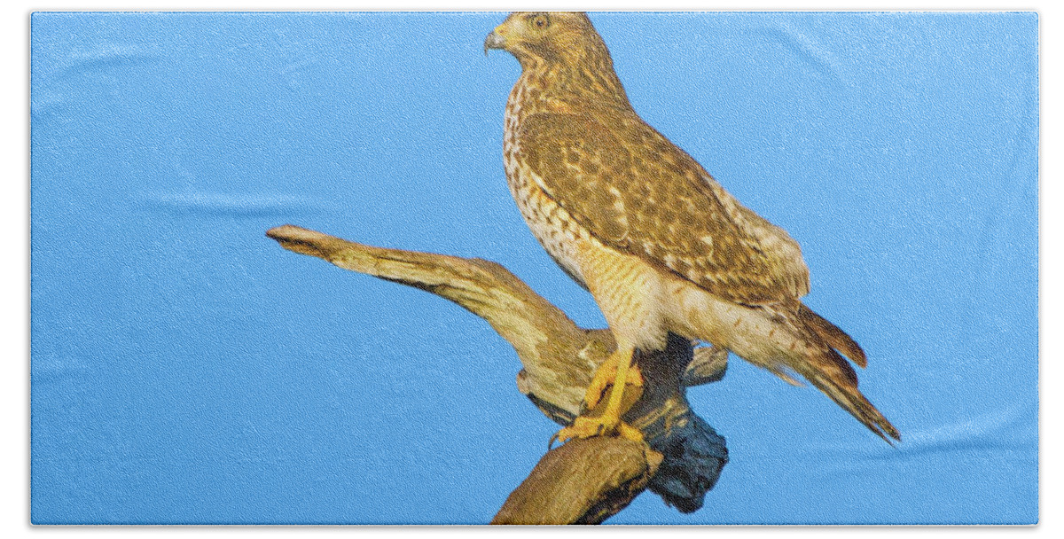Red Shouldered Hawk Bath Towel featuring the photograph The Golden Hawk by Mark Andrew Thomas