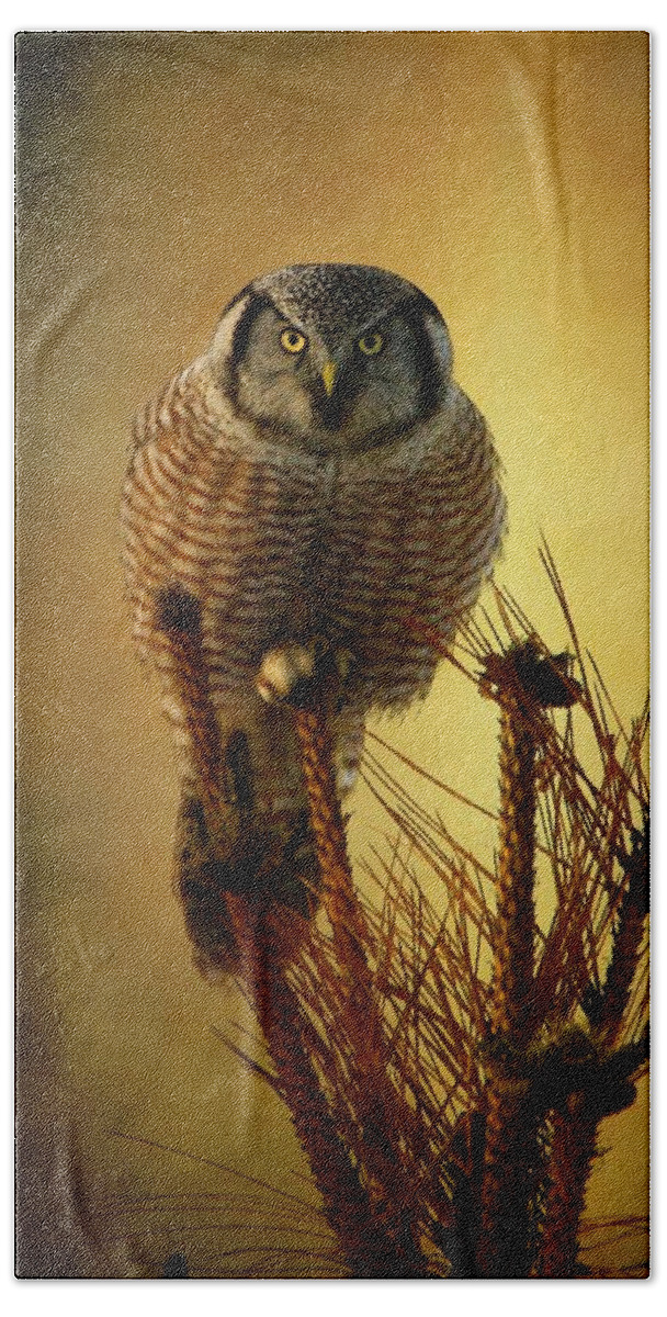 Hawk Owl Bath Towel featuring the photograph The great stare down by Heather King