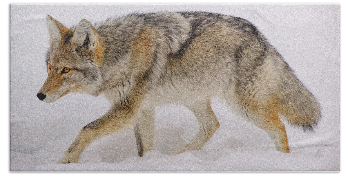 Coyote Hand Towel featuring the photograph The Hunter by Greg Norrell