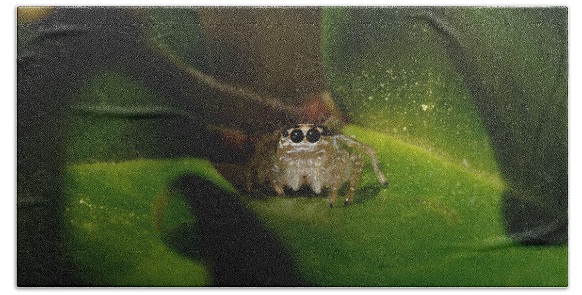 The Itsy-bitsy Spider Hand Towel featuring the photograph The Itsy-Bitsy Spider -- Jumping Spider in Templeton, California by Darin Volpe