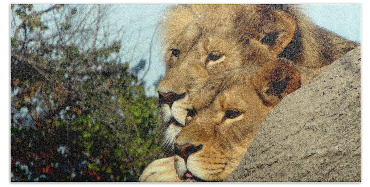Lion Hand Towel featuring the photograph The King and Queen 1 by George Jones