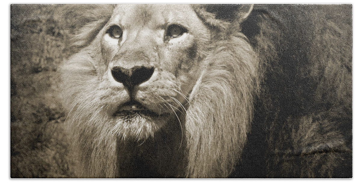 Lion Bath Towel featuring the photograph The King II by Steven Sparks