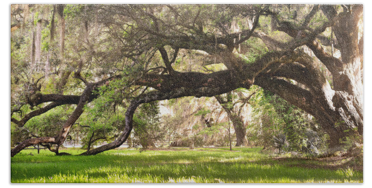 Healthy Hand Towel featuring the photograph The Live Oaks by Lisa Lambert-Shank