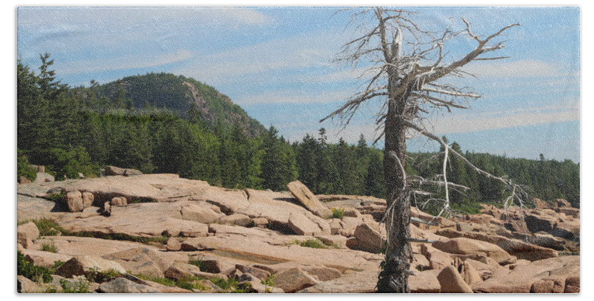 Acadia National Park Hand Towel featuring the photograph The Lone Tree by Living Color Photography Lorraine Lynch