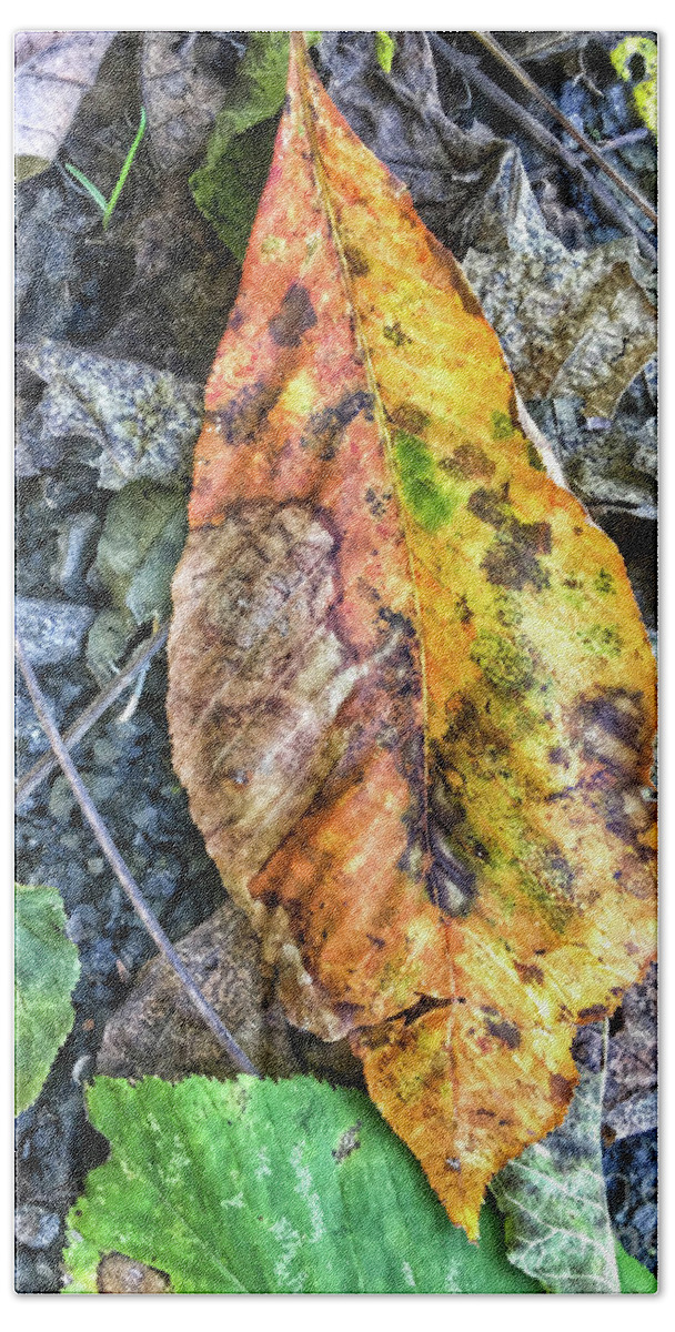 Autumn Hand Towel featuring the photograph The Measure of Leaves by Kerri Farley