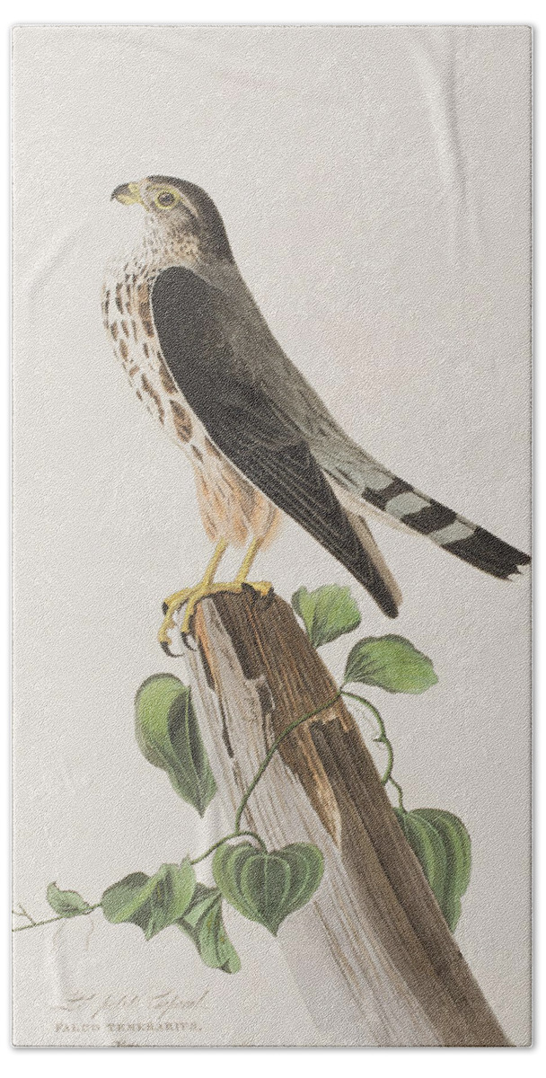 Falcon Hand Towel featuring the painting The Merlin by John James Audubon