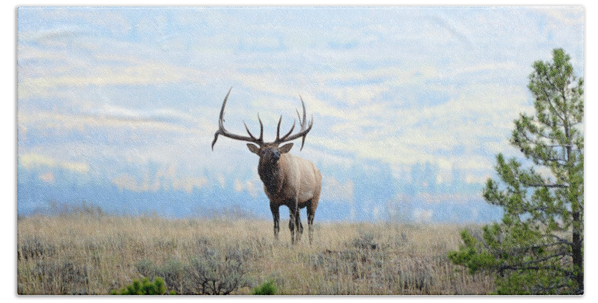 Rocky Mountain Elk Bath Towel featuring the photograph The Monarch by Whispering Peaks Photography