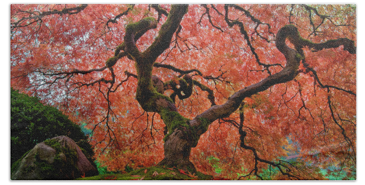 Japanese Garden Hand Towel featuring the photograph The Old Japanese Maple Tree in Autumn by David Gn