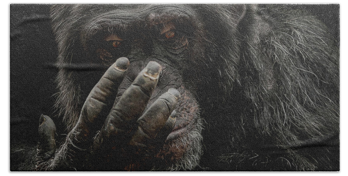 Chimpanzee Bath Sheet featuring the photograph The palm reader by Paul Neville