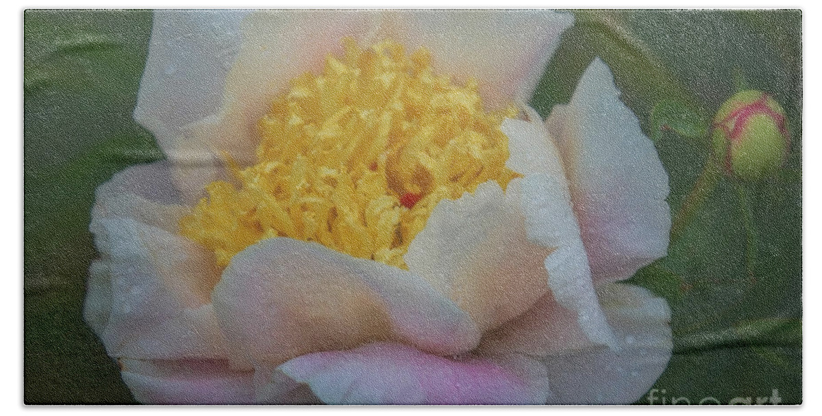 Peony Bath Towel featuring the photograph The Queen of Flowers by Elizabeth Winter