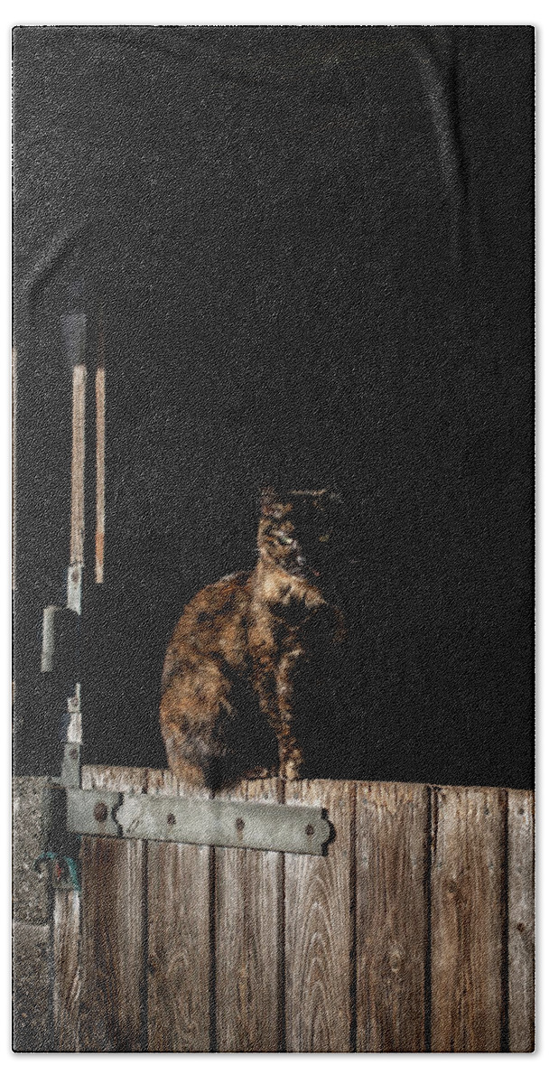 Cat Hand Towel featuring the photograph The Rat Catcher by Paul Neville