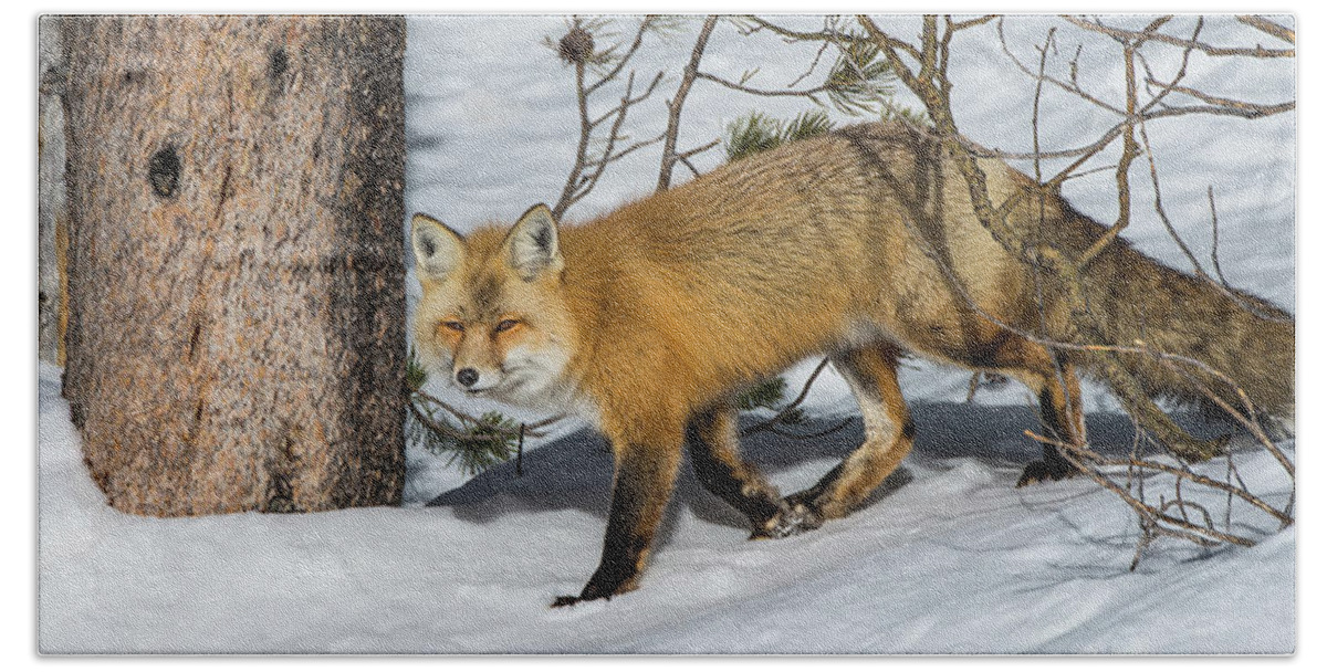 Red Fox Bath Towel featuring the photograph The Red Fox by Yeates Photography