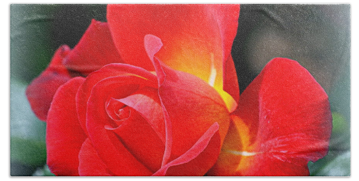 Flower Bath Towel featuring the photograph The Red Rose by AJ Schibig