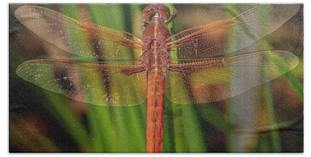 The Red Skimmer Dragonfly Bath Towel featuring the photograph The Red Skimmer Dragonfly by Mitch Shindelbower
