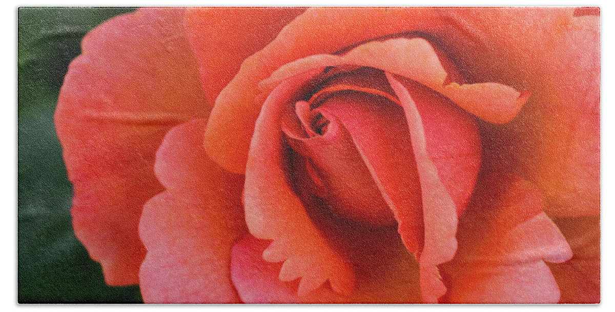 Flowers Hand Towel featuring the photograph The Rose by Steven Clark