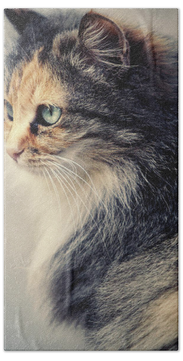 Cat Bath Towel featuring the photograph The Sad Street Cat by Dimitar Hristov