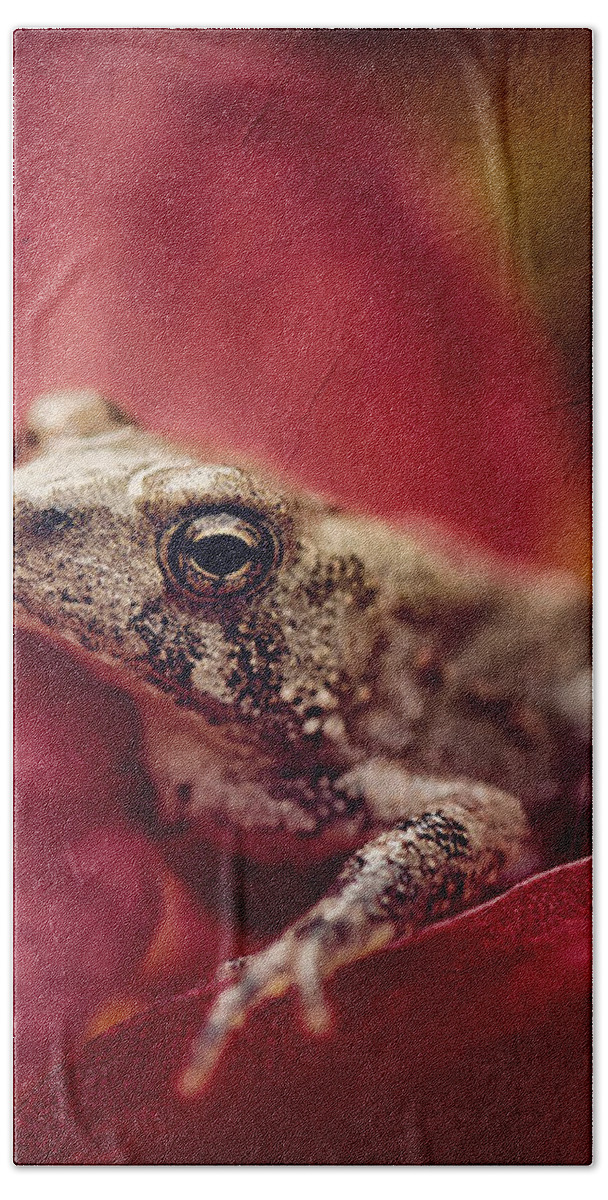 Frog Bath Towel featuring the photograph The Secret World Of Peepers by Lois Bryan