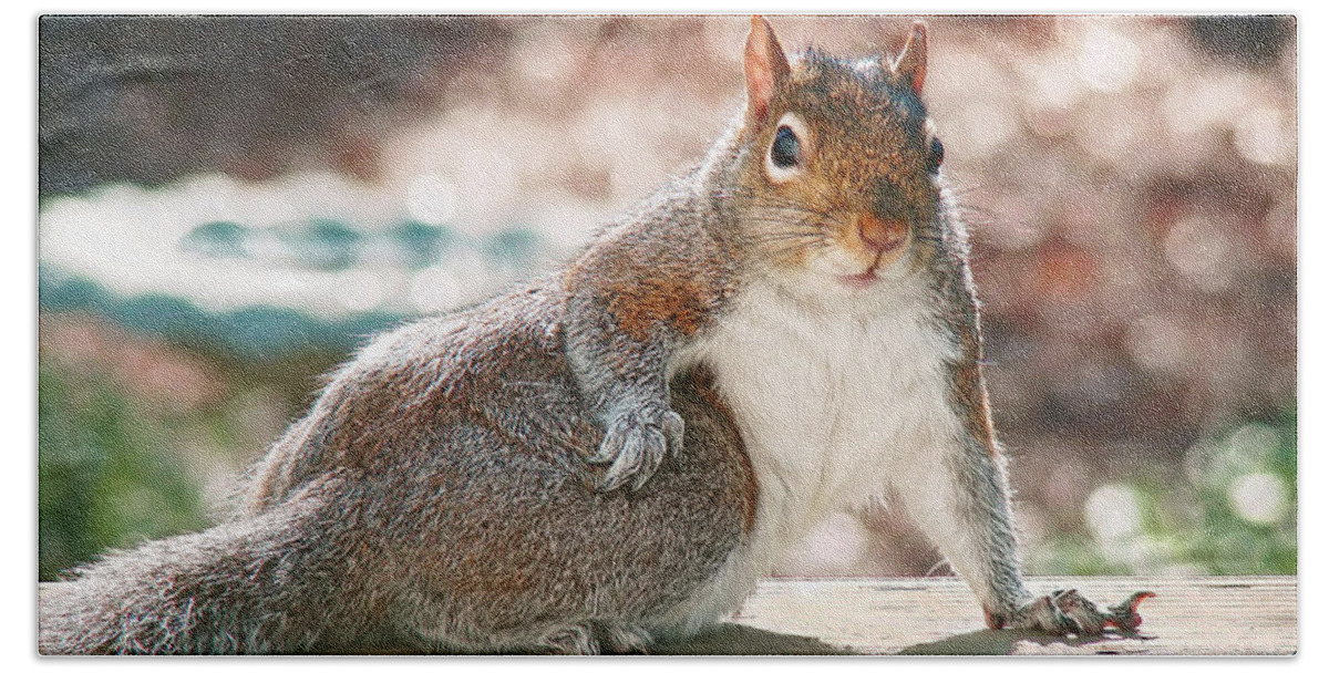 Squirrel Hand Towel featuring the photograph The Show Off by Sue Melvin