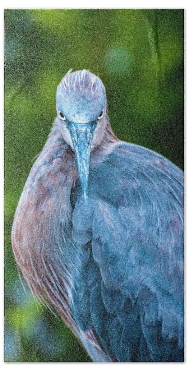 Bird Hand Towel featuring the photograph The Reddish Egret Stare by Ginger Stein