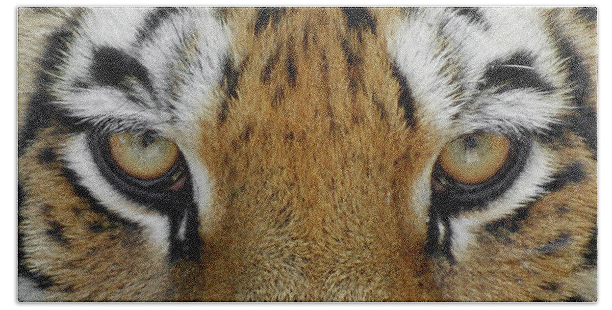 Tiger Bath Towel featuring the photograph The Stare by Ernest Echols