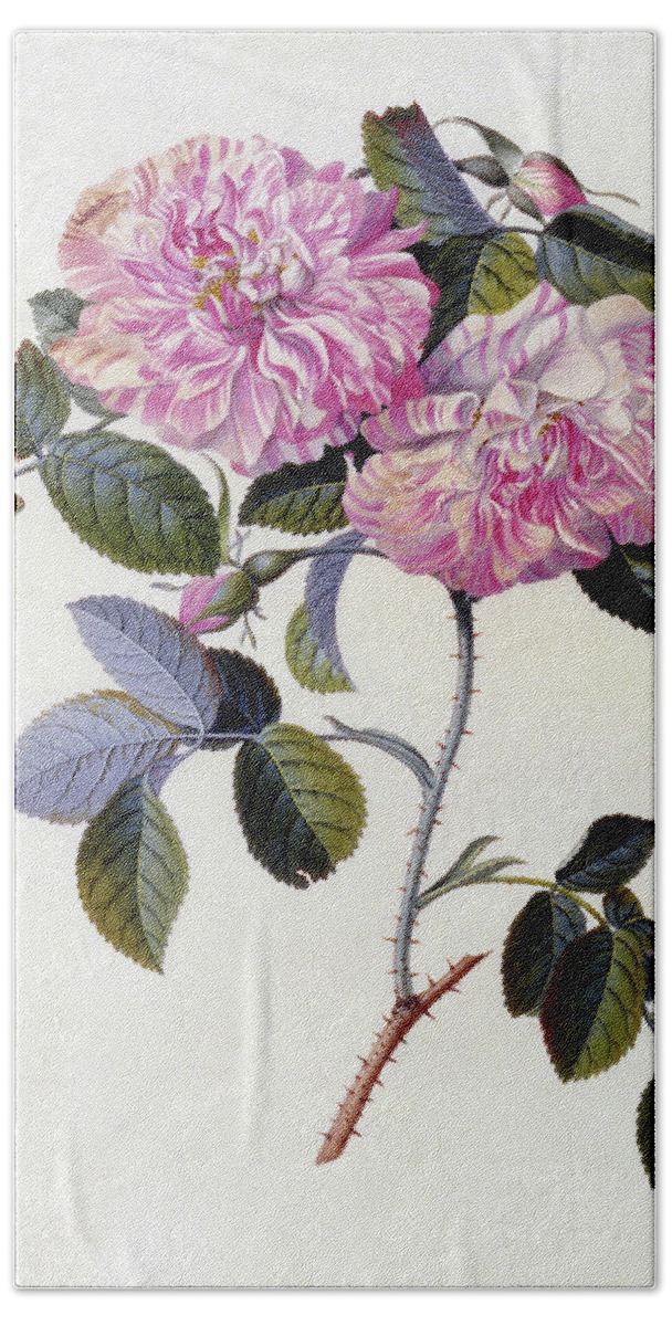 Ehret Hand Towel featuring the painting The Striped Monthly Rose by Georg Dionysius Ehret