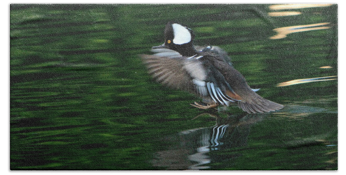 Hooded Merganser Hand Towel featuring the photograph The Tail Drag by Shoal Hollingsworth