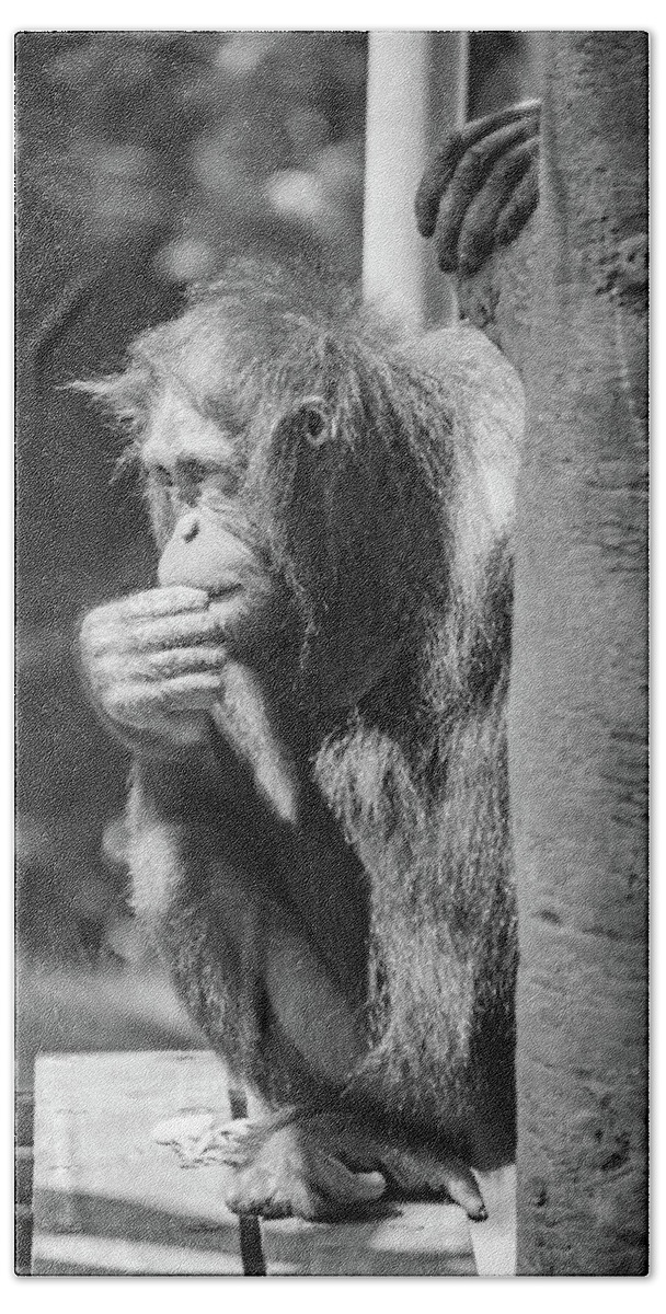 Orangutan Bath Towel featuring the photograph The Thinker by Pamela Williams