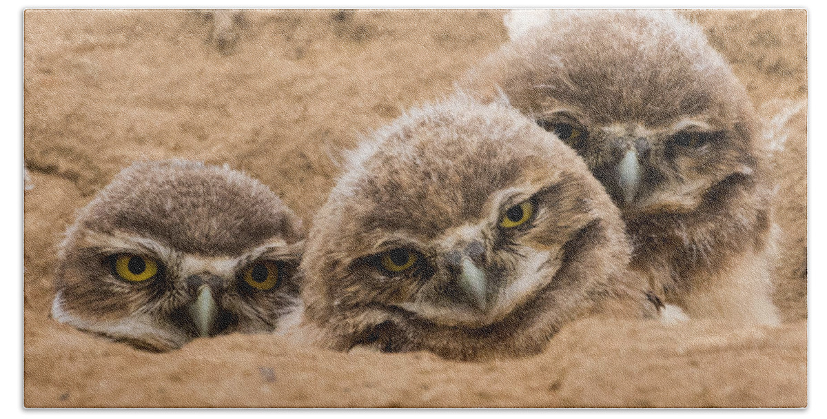 Burrowing Owl Hand Towel featuring the photograph The Three Amigos by Mindy Musick King