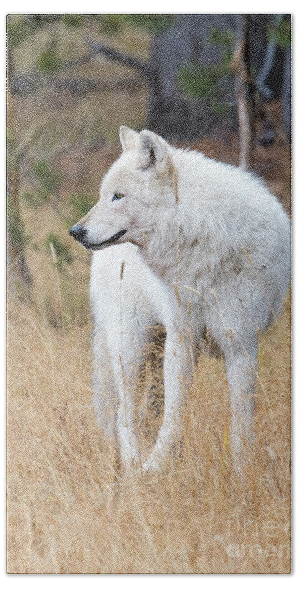 Wolf Hand Towel featuring the photograph The White Lady by Deby Dixon
