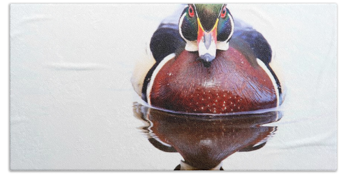 The Wood Duck Look Bath Towel featuring the photograph The wood duck look by Lynn Hopwood
