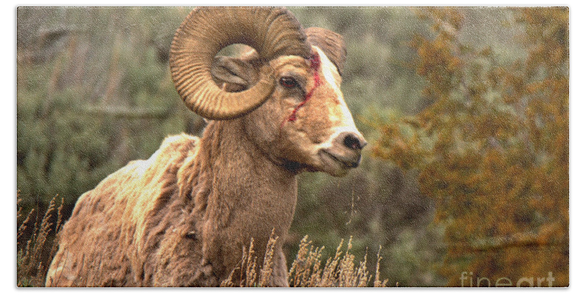 Bighorn Bath Towel featuring the photograph The Wounded Warrior by Adam Jewell
