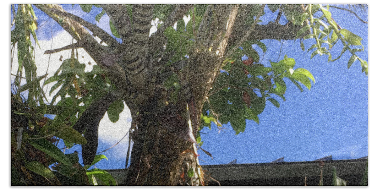 Tree Bath Towel featuring the photograph The Zebra Tree by Susan Grunin