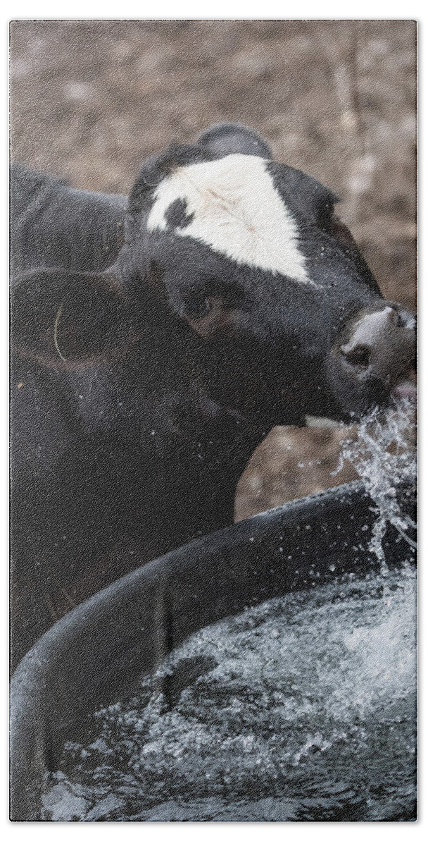 Cow Bath Towel featuring the photograph Thirsty Cow by Holden The Moment